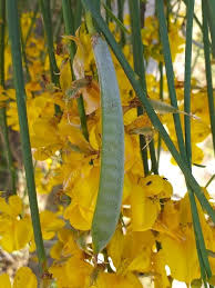 Spartium junceum L., Genet (World flora) - Pl@ntNet identify