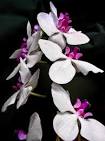Orchides botaniques et hybrides Achat - Vente sur Orchide