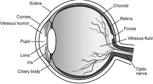 Image result for Ophthalmic Products - Quality Tests