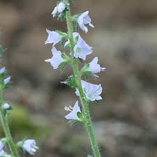 Veronica officinalis (common speedwell): Go Botany