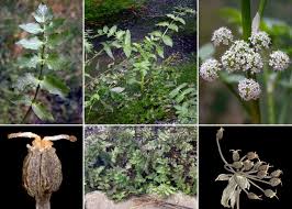 Berula erecta (Huds.) Coville - Sistema informativo sulla flora ...
