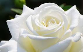 Image result for images of white rose hd
