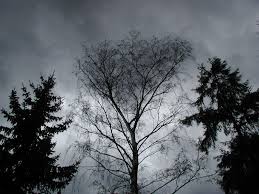 Bäume im Sturm - Bild \u0026amp; Foto von Rainer Kubina aus Bäume ...