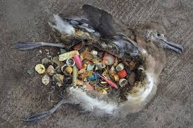 Resultat d'imatges de animales muertos por el plastixo