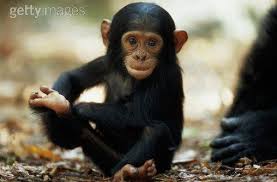 Image result for chimpanzees