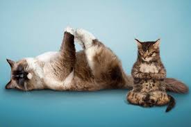 Image result for cats doing pilates