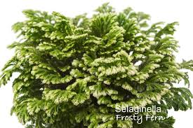 Clubmoss Care: How to Grow Spreading Selaginella kraussiana ...