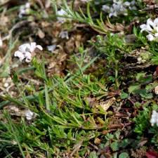 Asperula cynanchica | Online Atlas of the British and Irish Flora