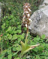 Himantoglossum robertianum (Barlia robertiana) - Giant Orchid