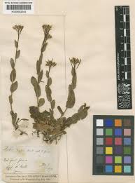 Arabis soyeri Reut. & A.L.P.Huet | Plants of the World Online | Kew ...