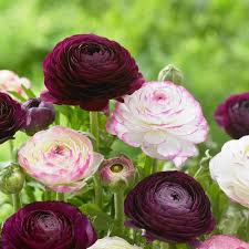 All About Ranunculus