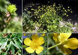 Ranunculus serbicus Vis. - Portale della Flora d'Italia / Portal to the ...
