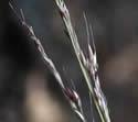 Muhlenbergia schreberi (Nimblewill): Minnesota Wildflowers