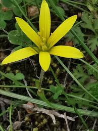 Gagea pratensis (Pers.) Dumort., Meadow gagea (World flora) - Pl ...