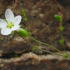 Sagina nodosa (knotted pearlwort): Go Botany