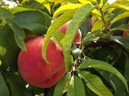peach tree ile ilgili görsel sonucu