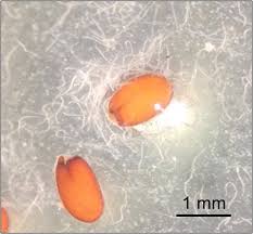 Evidence for facultative protocarnivory in Capsella bursa-pastoris ...