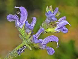 Salvia virgata - Wikipedia