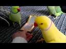 kaka 2 parrots kissing images animated gif