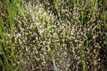 Few-flowered Spike-rush (Eleocharis quinqueflora) - Wisconsin DNR