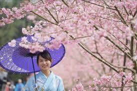 「九族cherry blossom」的圖片搜尋結果