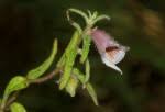 Species information: Ceratotheca sesamoides - Flora of Mozambique