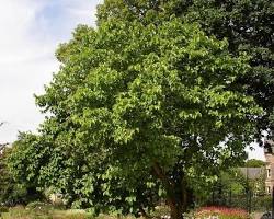 Image of درخت توت