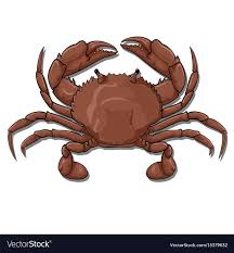 vector graphic illustration of a red crab, top view, isolated on white ...