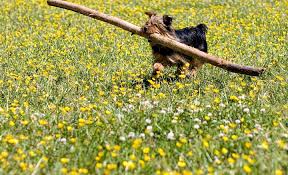Image result for small dogs that retrieve