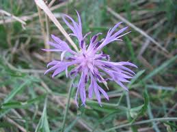 Centaurea aspera - Wikipedia