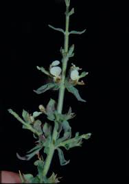 Teucrium spinosum L. | Flora of Israel Online