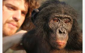 Credit: Vanessa Woods, Department of Evolutionary Anthropology, Duke University - bonobos1_f