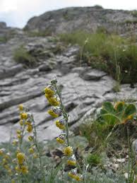 Assenzio lucido (Artemisia nitida) - Escursioni Apuane