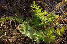 Scarlet pimpernel or Burnet saxifrage | Wisconsin DNR
