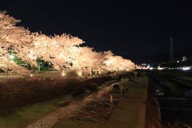 「秦野カルチャーパーク桜　画像」の画像検索結果