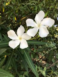 Nerium oleander Calflora