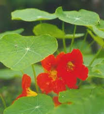 Tropaeolum majus Nasturtium, Indian Cress PFAF Plant Database