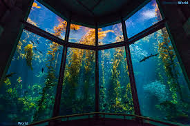 Image result for monterey bay aquarium