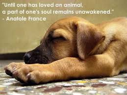 Doggie Quote of the Day via Relatably.com