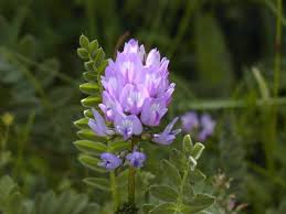 Astragalus in Flora of China @ efloras.org