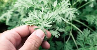 Wormwood: Benefits, Dosage, and Side Effects