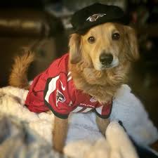Image result for dogs atlanta falcons