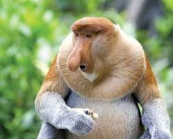 Proboscis monkey animal