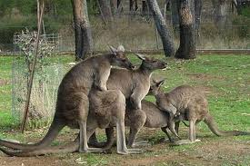 Meanwhile in Australia | Funny Pictures, Quotes, Pics, Photos ... via Relatably.com