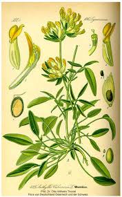 Anthyllis vulneraria subsp ... - Online Virtual Flora of Wisconsin