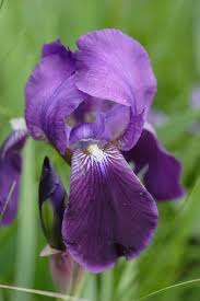 Iris marsica I. Ricci & Colas.