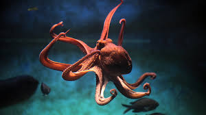 "RNA Editing: Octopuses and Squid Exhibit Master Class Skills While DNA Remains Unchanged"