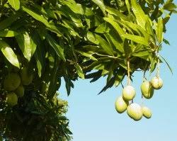 Image result for images for barbadian mangoes