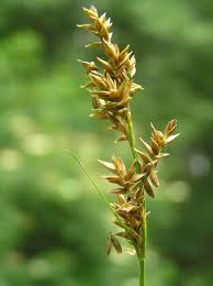 Carex elongata - Wikispecies