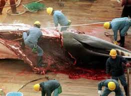 Resultado de imagen para japon caza de ballenas
